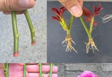 Kako razmnožavati ruže?