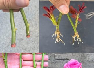 Kako razmnožavati ruže?