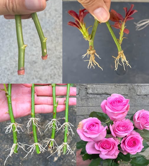 476465067_1051292587037344_4133452114430639602_n