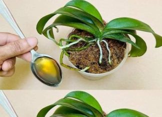 Sipajte samo jednom! Najslabija orhideja momentalno postaje jaka i cvjeta cijelu godinu…