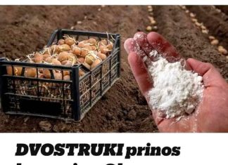 Udvostručite prinos krumpira: svakako ga dodajte u tlo prije sadnje!