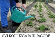Svi koji uzgajaju jagode trebali bi znati ovo: najbolji savjeti za odličnu berbu – možete ih i prodati!