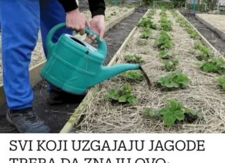Svi koji uzgajaju jagode trebali bi znati ovo: najbolji savjeti za odličnu berbu – možete ih i prodati!