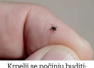 Krpelji se počinju buditi: Pomiješajte ova 2 SASTOJKA i nikada vas više neće dodirnuti!