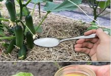 Krastavci, rajčice i paprike će rasti uz ovaj izvanredni sastojak! !