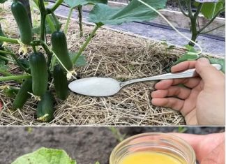 Krastavci, rajčice i paprike će rasti uz ovaj izvanredni sastojak! !