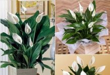 Spathiphyllum – “Ženska sreća”: čudotvorna biljka za žene