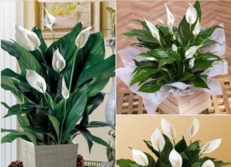 Spathiphyllum – “Ženska sreća”: čudotvorna biljka za žene