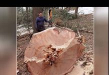 Miloš drvoseča nije mogao da veruje šta je video: to se dešava samo jednom u sto godina! Posjeci drvo i iznenadi se (Video)