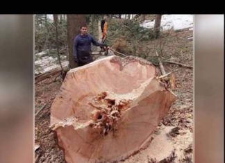 Miloš drvoseča nije mogao da veruje šta je video: to se dešava samo jednom u sto godina! Posjeci drvo i iznenadi se (Video)