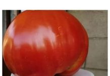 Svi su ludi za paradajz dijetom: smršavite 10 kg u 7 dana, samo da čujete koliko ste smršavili u 3 dana