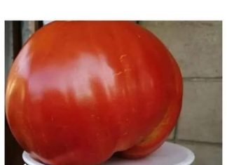 Svi su ludi za paradajz dijetom: smršavite 10 kg u 7 dana, samo da čujete koliko ste smršavili u 3 dana