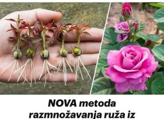 Ako želite da imate najlepše ruže u proleće: mi ćemo vam reći šta da radite sa njima