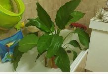 Vaše cvijeće nikada neće uvenuti ili lišće požutjeti: pomiješajte ova tri sastojka i pospite po svojim biljkama, čuda čekaju!