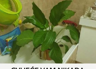 Vaše cvijeće nikada neće uvenuti ili lišće požutjeti: pomiješajte ova tri sastojka i pospite po svojim biljkama, čuda čekaju!