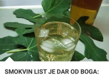 Smokvino lišće dar je od Boga: liječi čir na želucu, bronhitis, kožne bolesti i još mnogo toga! Ovako se pravi