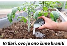 Vrtlari, evo čime prihraniti rajčice nakon sadnje: prelijte presadnice i imat će više plodova nego lišća!
