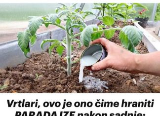 Vrtlari, evo čime prihraniti rajčice nakon sadnje: prelijte presadnice i imat će više plodova nego lišća!