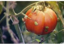 Stjenice neće tolerirati ovo rješenje, poprskajte svoje biljke i više vam neće doći u vrt