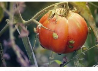 Stjenice neće tolerirati ovo rješenje, poprskajte svoje biljke i više vam neće doći u vrt
