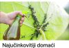 Najučinkovitiji domaći ubojica lisnih ušiju: nemate eura, a mirni ste cijelu sezonu (recept)!