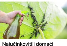 Najučinkovitiji domaći ubojica lisnih ušiju: nemate eura, a mirni ste cijelu sezonu (recept)!