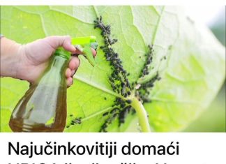 Najučinkovitiji domaći ubojica lisnih ušiju: nemate eura, a mirni ste cijelu sezonu (recept)!