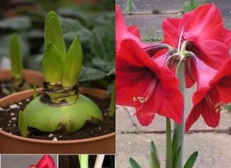 Amarilis cvjeta do 75 puta, evo kako ga uzgajati i svi će voljeti vaš dom: Evo tajne