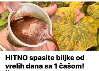 Video | Hitno spašavanje biljaka od vrućine ovom prirodnom mješavinom