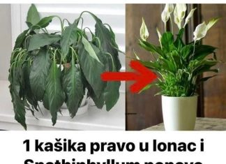 Spathiphyllum još jednom buja sa samo jednom žlicom dodanom u lonac: pogledajte recept koji ga je spasio!