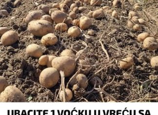 Stavljanjem jednog ploda u vrećicu uz krumpir možete učinkovito spriječiti klijanje – skriveni trik koji je mnogima ostao nepoznat.