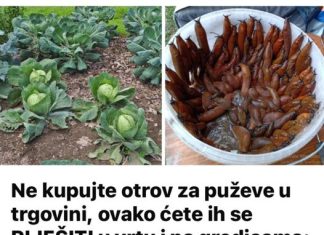 Ne kupujte otrov za puževe u trgovini, ovako ćete se riješiti puževa u vrtu i gredicama: Imam čisto cijelo dvorište, nema kemikalija!