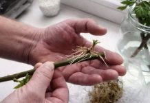 Jednostavnim dodavanjem jedne žličice vode na litru, čak i suhi štapić može se čudesno ukorijeniti – pametan trik koji se prenosi kroz generacije vrtlara.