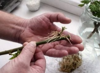 Jednostavnim dodavanjem jedne žličice vode na litru, čak i suhi štapić može se čudesno ukorijeniti – pametan trik koji se prenosi kroz generacije vrtlara.