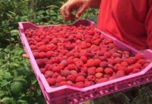 U posljednje vrijeme nailazim na brojne novinske članke kako je u Bosni i Hercegovini lakše pronaći bilo kakvog inženjera nego nekoga ko želi brati maline.