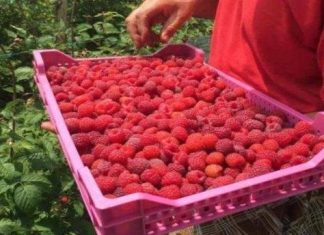U posljednje vrijeme nailazim na brojne novinske članke kako je u Bosni i Hercegovini lakše pronaći bilo kakvog inženjera nego nekoga ko želi brati maline.