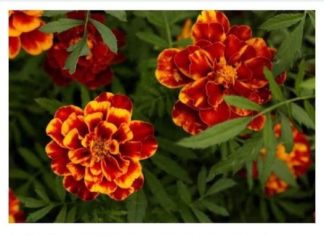 KADIFA – POGLEDAJTE KAKO TREBATE POSADITI