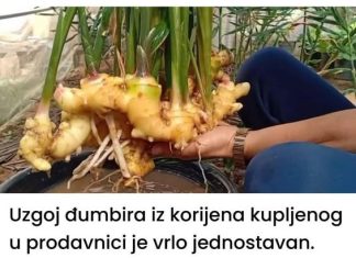 Opsežan vodič za uzgoj svježeg đumbira u udobnosti vlastitog doma: Uzgoj đumbira kod kuće.