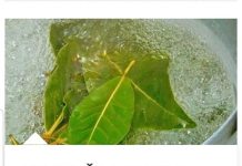 Ovaj recept za mršavljenje kombinuje zeleni čaj, cimet i lovorov list kako bi se ubrzao metabolizam i pomoglo u gubitku težine, posebno na kritičnim područjima kao što su stomak, butine i zadnjica. Evo kako pripremiti i primijeniti ovaj napitak: