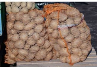 Moj djed bi ih obavezno bacio u vreću pored krumpira, osiguravajući im dugovječnost do sljedeće berbe. Zanimljivo, niti jedan od njih nije pokazao nikakve znakove nicanja! (fotografija)