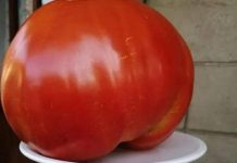 DIJETA S RAJČICAMA UZMELA ZAMETA: IZGUBITE 10 KILOGRAMA U SAMO 7 DANA, A OTKRIĆETE KOLIKO MOŽETE SMRSAVITI U 3 DANA.