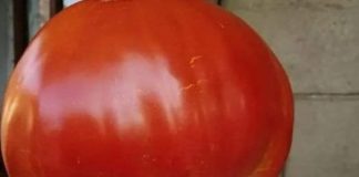 DIJETA S RAJČICAMA UZMELA ZAMETA: IZGUBITE 10 KILOGRAMA U SAMO 7 DANA, A OTKRIĆETE KOLIKO MOŽETE SMRSAVITI U 3 DANA.