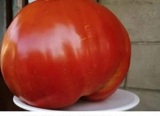 DIJETA S RAJČICAMA UZMELA ZAMETA: IZGUBITE 10 KILOGRAMA U SAMO 7 DANA, A OTKRIĆETE KOLIKO MOŽETE SMRSAVITI U 3 DANA.