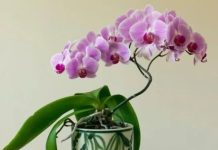 NAMJENITE OVAJ PUDER NA ORHIDEJE I POSVEDOČITE PRAVU TRANSFORMACIJU: Ako ste VENU, ovu tehniku morate ispitati;