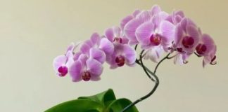 NAMJENITE OVAJ PUDER NA ORHIDEJE I POSVEDOČITE PRAVU TRANSFORMACIJU: Ako ste VENU, ovu tehniku morate ispitati;