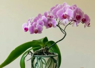 NAMJENITE OVAJ PUDER NA ORHIDEJE I POSVEDOČITE PRAVU TRANSFORMACIJU: Ako ste VENU, ovu tehniku morate ispitati;