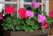 OVO JE OPTIMALAN DODATAK ZA MUŠKATLE Jednostavno dodajte JEDAN sastojak u vodu i PROMATRAJTE TRANSFORMACIJU.