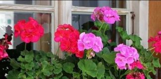 OVO JE OPTIMALAN DODATAK ZA MUŠKATLE Jednostavno dodajte JEDAN sastojak u vodu i PROMATRAJTE TRANSFORMACIJU.