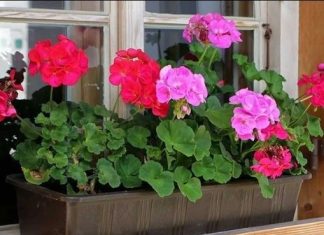 OVO JE OPTIMALAN DODATAK ZA MUŠKATLE Jednostavno dodajte JEDAN sastojak u vodu i PROMATRAJTE TRANSFORMACIJU.