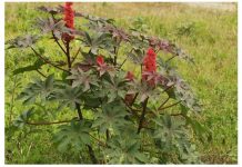 ULJE DOBIJENO OD OVE BILJKE SLUŽI KAO LIJEK ZA ČAK 23 BOLESTI: Alergije nestaju kao odmahnute…